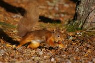 Red Squirrel